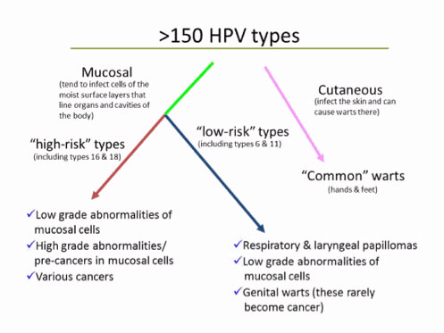 150 hpv types