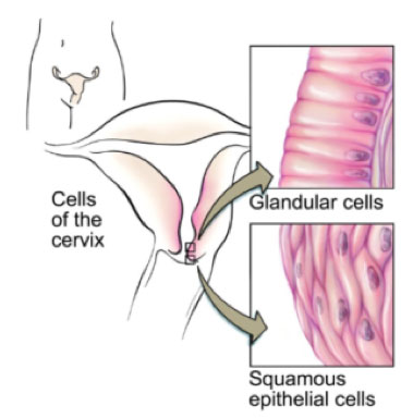 cells of cervix