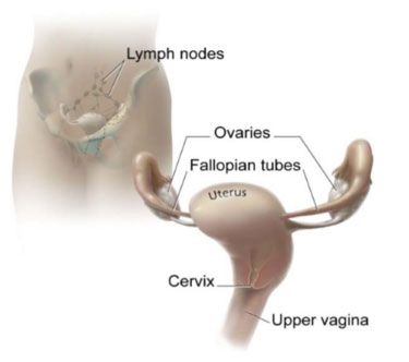 cervix