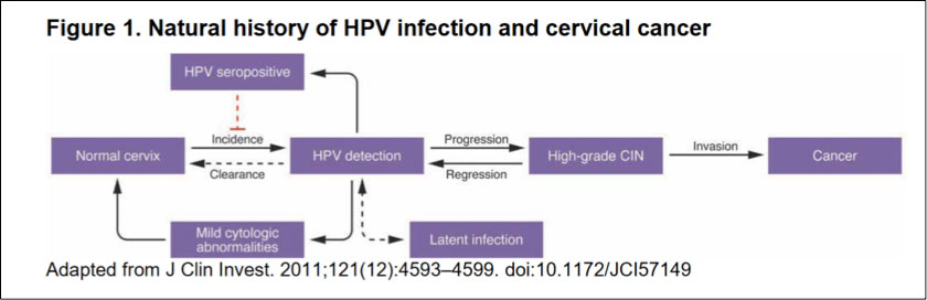 history of hpv